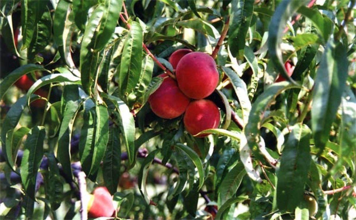 Carpignano Sesia Agriturismo La Biandrina מראה חיצוני תמונה