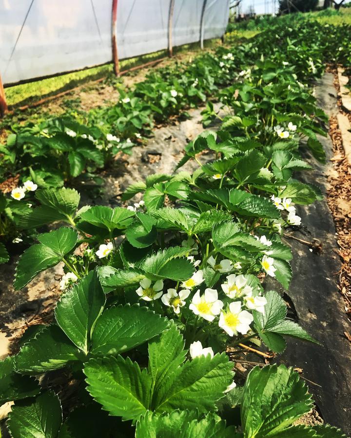 Carpignano Sesia Agriturismo La Biandrina מראה חיצוני תמונה
